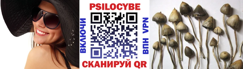 Купить где  Морозовск  Галлюциногенные грибы Cubensis 